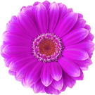 花 1(紫)